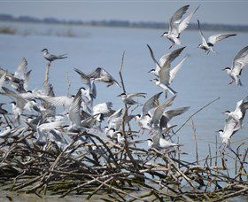 Lake Cowal - Phillip Island Accommodation 2