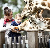 Taronga Western Plains Zoo Dubbo - Phillip Island Accommodation