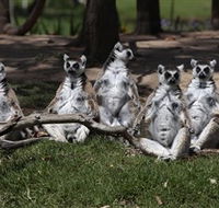 Savannah Visitor Plaza Taronga Western Plains Zoo Dubbo - Phillip Island Accommodation