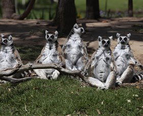 Savannah Visitor Plaza, Taronga Western Plains Zoo Dubbo - Phillip Island Accommodation 0