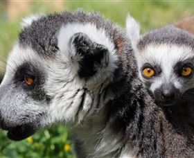 Savannah Visitor Plaza, Taronga Western Plains Zoo Dubbo - Phillip Island Accommodation 1