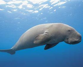 Dugong Sanctuary - Clairview - Phillip Island Accommodation 1
