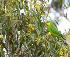 Savernake Day Tours - Phillip Island Accommodation 3