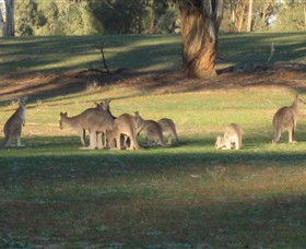 Savernake Day Tours - Phillip Island Accommodation 4