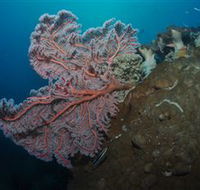 Luncheon Bay Dive Site - Phillip Island Accommodation