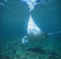 Manta Ray Bay Dive Site - Phillip Island Accommodation