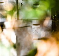 Bees on Keswick Island - Phillip Island Accommodation