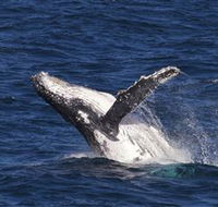 Whale Watching on Keswick Island - Phillip Island Accommodation