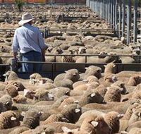 Livestock Marketing Centre - Phillip Island Accommodation