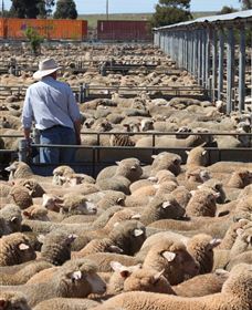 Livestock Marketing Centre - Phillip Island Accommodation 0