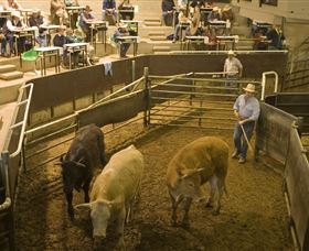Livestock Marketing Centre - Phillip Island Accommodation 1