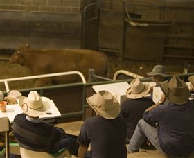 Livestock Marketing Centre - Phillip Island Accommodation 2