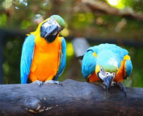 The Rockhampton Zoo - Phillip Island Accommodation 2