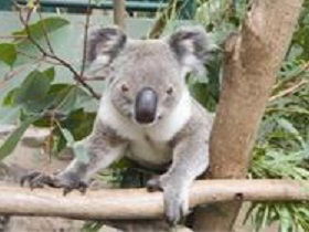 The Rockhampton Zoo - Phillip Island Accommodation 1