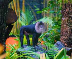 The Rockhampton Zoo - Phillip Island Accommodation 3