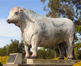 Rockhampton Bull Statues - Phillip Island Accommodation 1