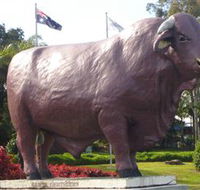 Rockhampton Bull Statues - Phillip Island Accommodation