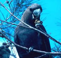 Mount Archer National Park - Phillip Island Accommodation