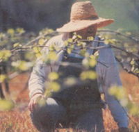Canobolas Smith Winery - Phillip Island Accommodation