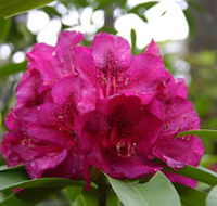 Campbell Rhododendron Gardens - Phillip Island Accommodation