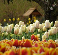 Tulip Top Gardens - Phillip Island Accommodation
