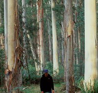 Blue Gum Forest - Phillip Island Accommodation