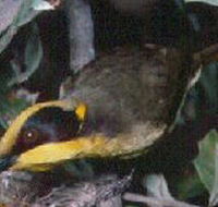 Tyers Park - Phillip Island Accommodation