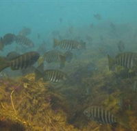 Bunurong Marine and Coastal Park - Phillip Island Accommodation