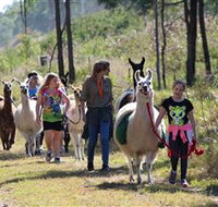 Ottaba Llamas - Phillip Island Accommodation