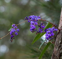 Mann River Nature Reserve - Phillip Island Accommodation