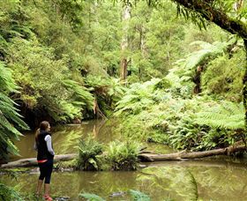 Morwell National Park - Phillip Island Accommodation 0
