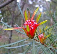 Glenbrook Native Plant Reserve and Nursery - Phillip Island Accommodation