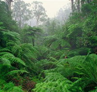 Tarra Bulga National Park - Phillip Island Accommodation