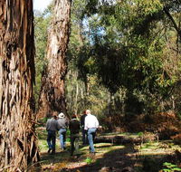 Tallaganda National Park - Phillip Island Accommodation