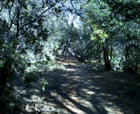 Cave Creek Walking Track - Phillip Island Accommodation 3