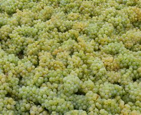 Normanby Wines - Phillip Island Accommodation 0