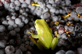 Normanby Wines - Phillip Island Accommodation 2