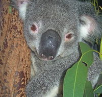 Hunter Valley Zoo - Phillip Island Accommodation