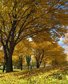 Centennial Park At Cooma - Phillip Island Accommodation 0