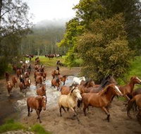 Glenworth Valley Horse Riding - Phillip Island Accommodation