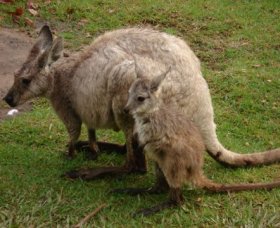 Forest Of Tranquillity - Australian Rainforest Sanctuary - Phillip Island Accommodation 1