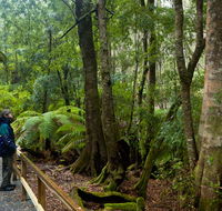 Monga National Park - Phillip Island Accommodation
