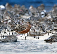 Cooloola Nature - Phillip Island Accommodation