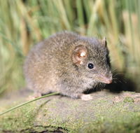 Munmorah State Conservation Area - Phillip Island Accommodation