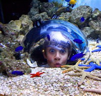 Sea Life Sunshine Coast - Phillip Island Accommodation