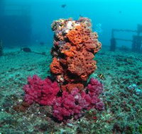 HMAS Brisbane Dive Site - Phillip Island Accommodation