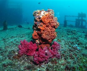 HMAS Brisbane Dive Site - Phillip Island Accommodation 0