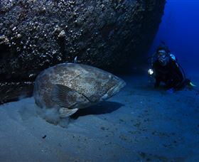 HMAS Brisbane Dive Site - Phillip Island Accommodation 3