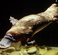 Platypus Pool - Phillip Island Accommodation