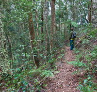 Blackbutt walking track - Phillip Island Accommodation